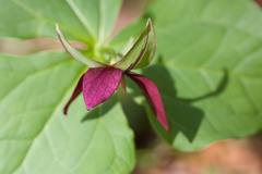 Trillium erectum erectum