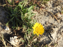 Grindelia chacoensis
