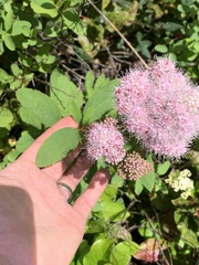 Spiraea × pyramidata