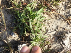 Grindelia chacoensis