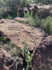 Penstemon wrightii