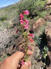 Penstemon wrightii