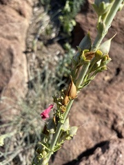 Penstemon wrightii