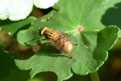Parhelophilus divisus