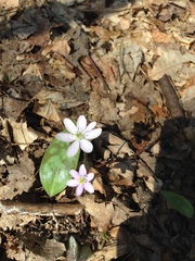 Hepatica acutiloba