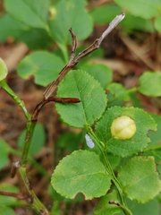 Exobasidium arescens