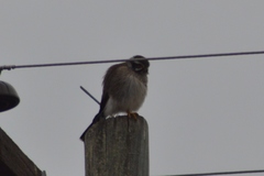 Spiziapteryx circumcincta