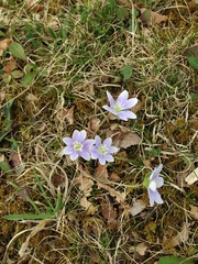 Hepatica acutiloba