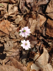 Hepatica acutiloba