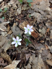 Hepatica acutiloba