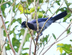 Cyanocorax violaceus