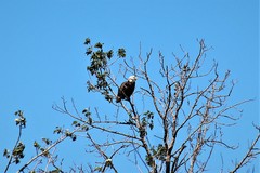 Haliaeetus leucocephalus