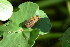 Parhelophilus divisus