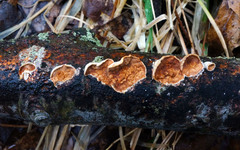 Scytinostroma artocreas