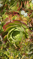 Sempervivum tectorum