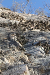 Echinocereus sciurus