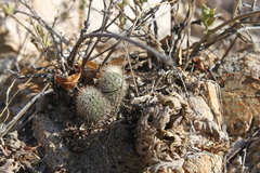 Echinocereus sciurus