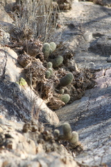 Echinocereus sciurus