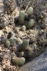 Echinocereus sciurus