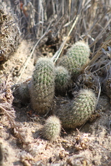 Echinocereus sciurus