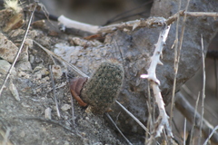 Echinocereus sciurus