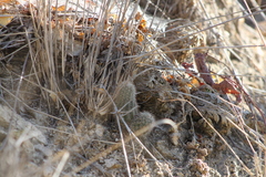 Echinocereus sciurus
