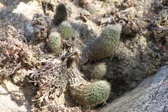 Echinocereus sciurus