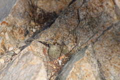 Echinocereus sciurus