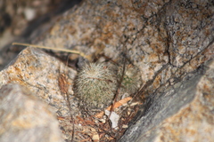 Echinocereus sciurus