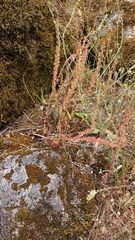 Rumex bucephalophorus gallicus
