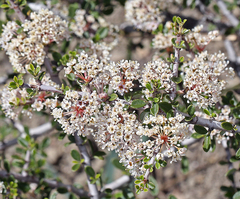 Ceanothus arcuatus