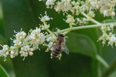 Apis mellifera
