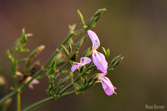 Dicliptera cernua