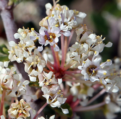 Ceanothus arcuatus
