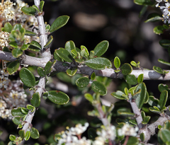 Ceanothus arcuatus