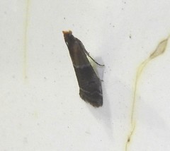 Euzophera semifuneralis