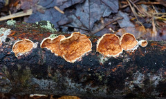 Scytinostroma artocreas