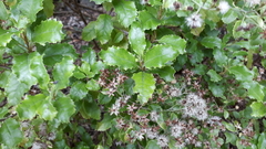 Brachyglottis perdicioides