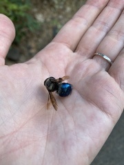 Xylocopa californica californica