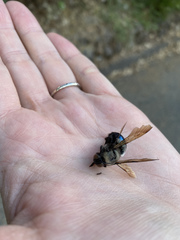 Xylocopa californica californica