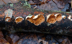 Scytinostroma artocreas