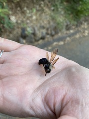 Xylocopa californica californica
