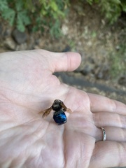 Xylocopa californica californica
