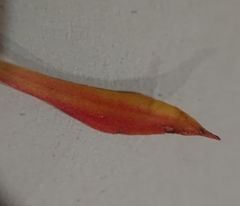 Rumex bucephalophorus gallicus