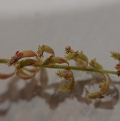 Rumex bucephalophorus gallicus