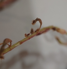 Rumex bucephalophorus gallicus