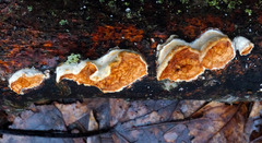 Scytinostroma artocreas