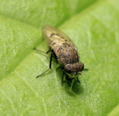 Paralimna punctipennis