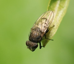 Paralimna punctipennis