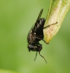 Paralimna punctipennis
